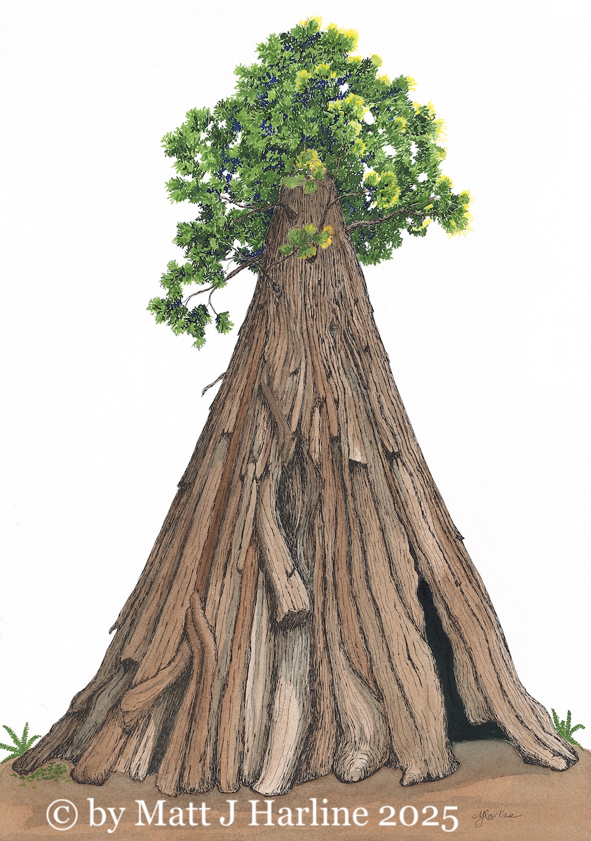 Tall Coast Redwood looking up from the ground to the top of the tree.
