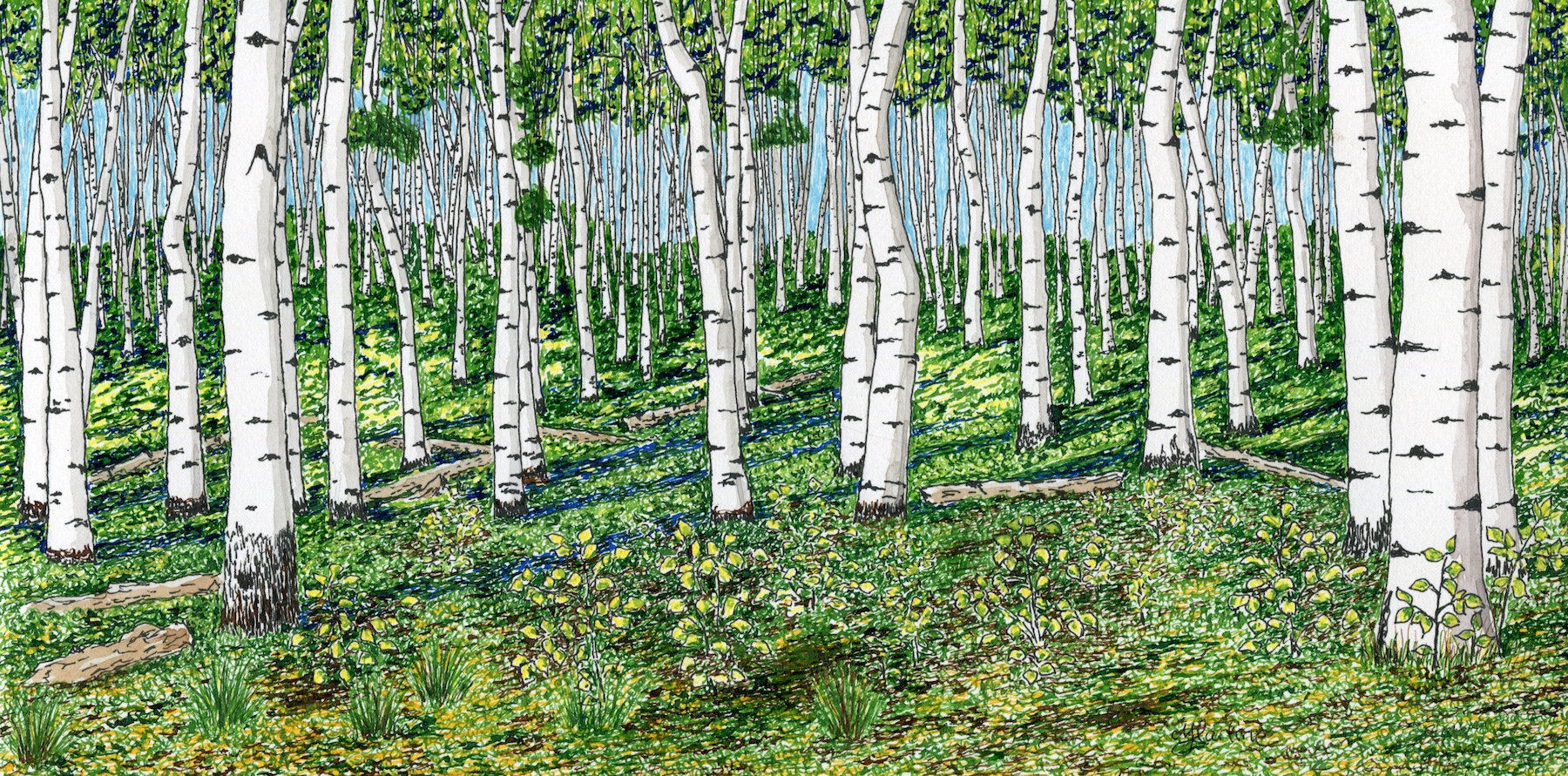 Passing Through Time Pando A grove of Aspen in Central Utah