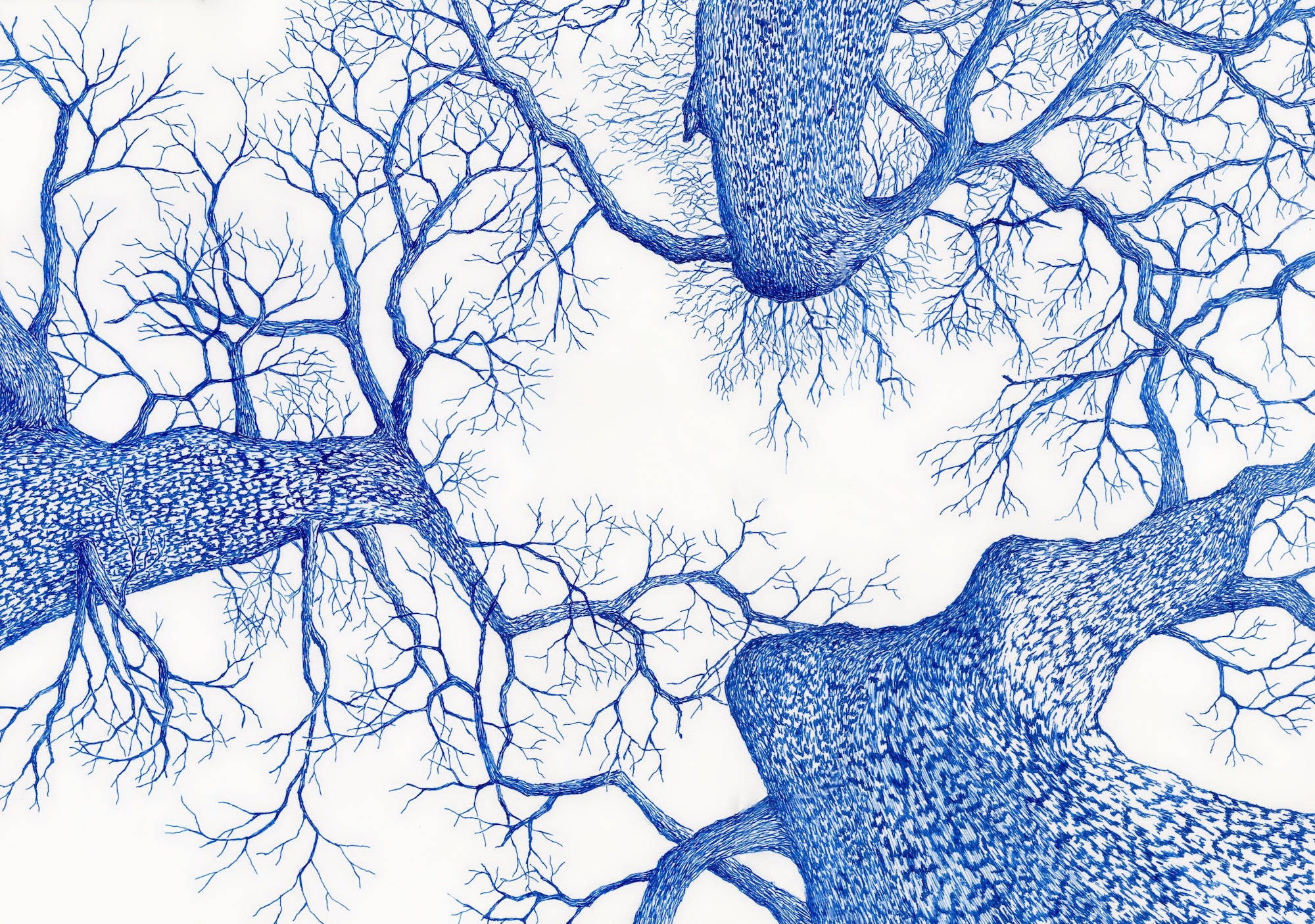 Peering skyward in the winter through oak tree with three trunks