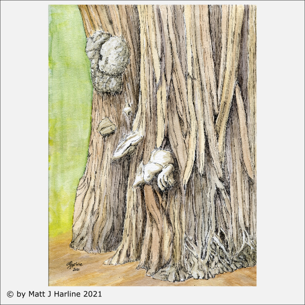 ink_watercolor_Redwood_Burl_Muir_Woods