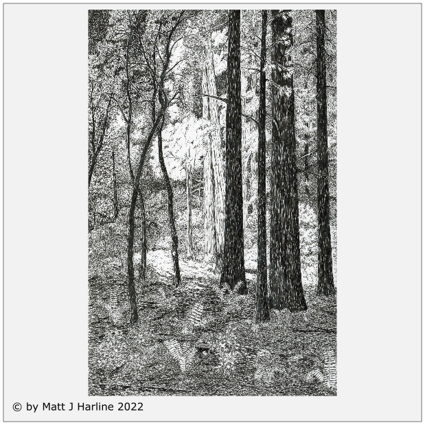 Ink_drawing_of_Redwoods_from_Muir_Woods-Sunlight_And_Shadows_in_the_forest