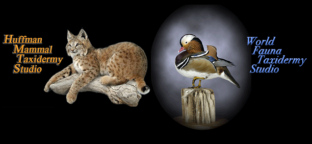 Huffman Taxidermy Front Page Bobcat Mandarin