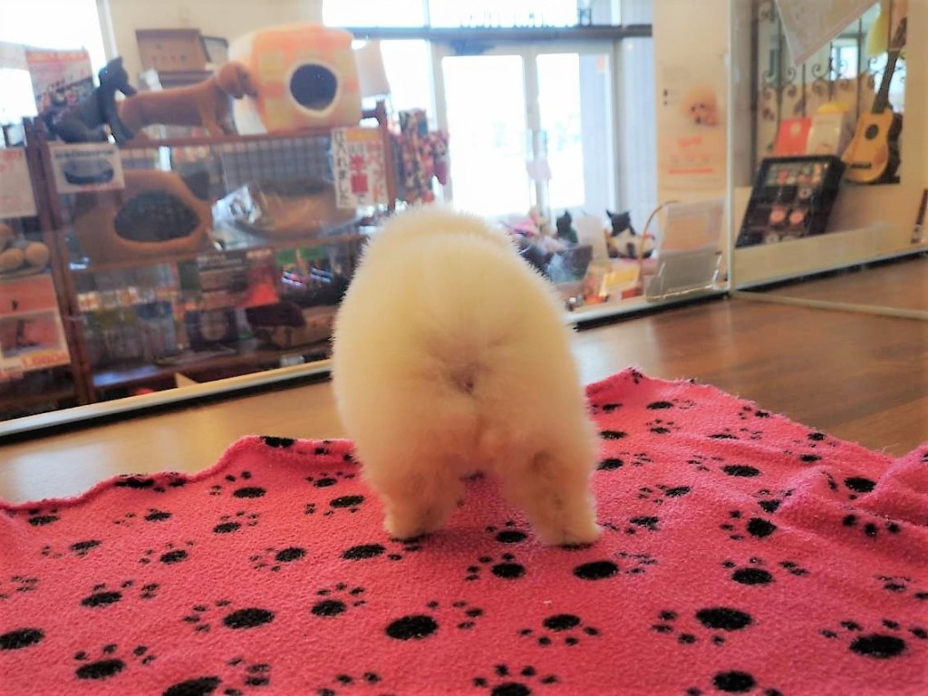 怒ったぽめらにあん hq720.jpg?sqp=-