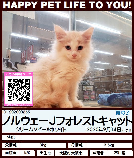 ノルウェージャンフォレストキャット ペットショップ Hug ハグ ノルウェージャンフォレストキャット ペットショップ Hug ハグ