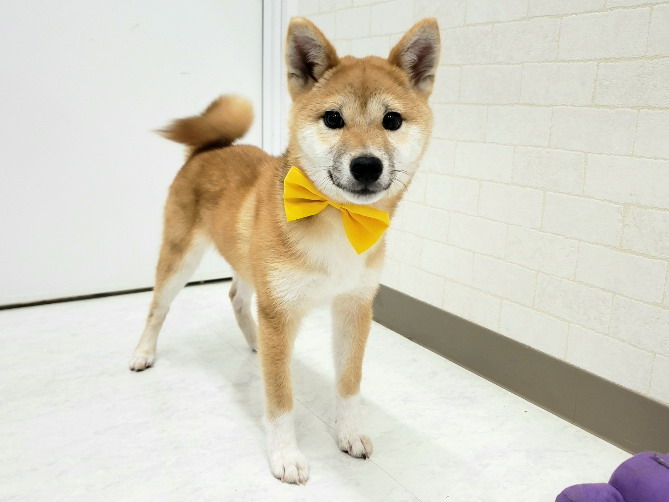 Hayu プレート　柴犬 Hayu プレート 柴犬
