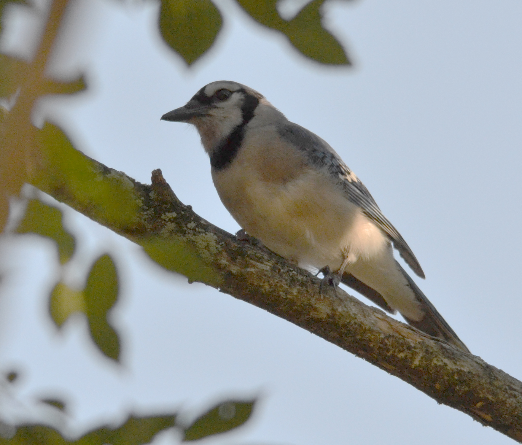 Blue Jay