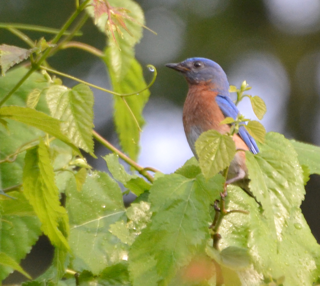 Bluebird