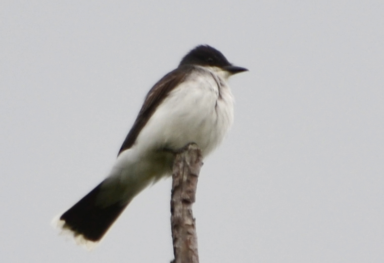 Tree Swallow