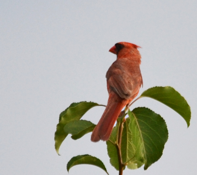 Cardinal