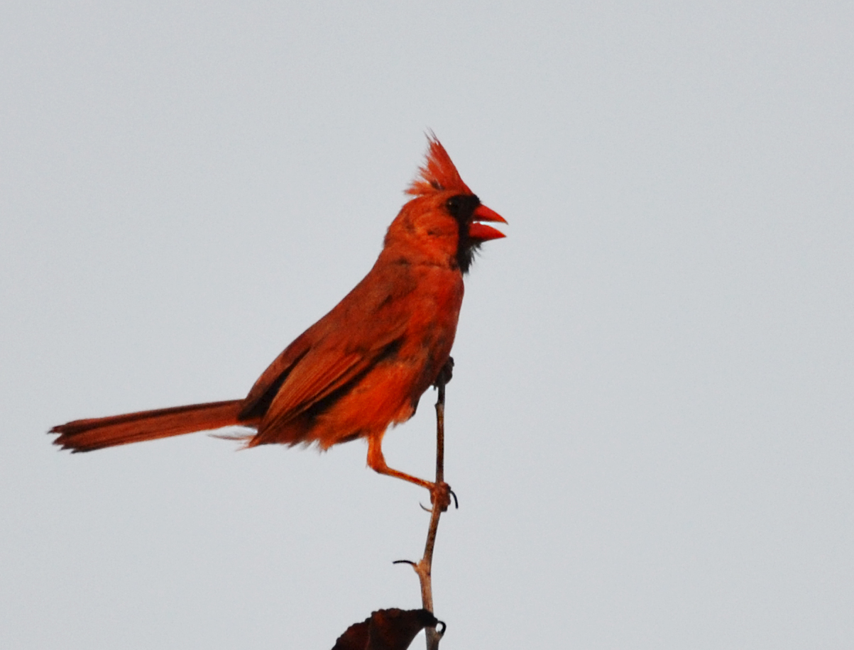 Cardinal