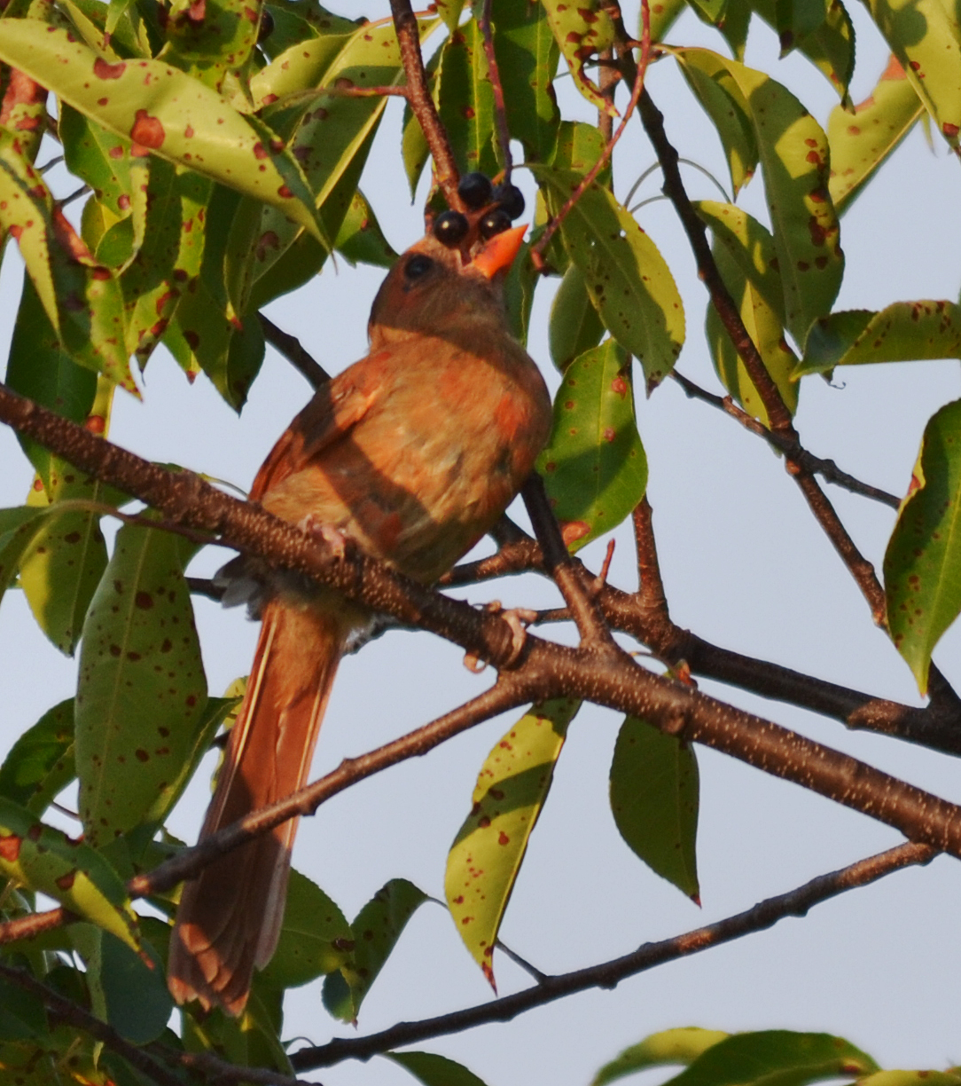 Cardinal