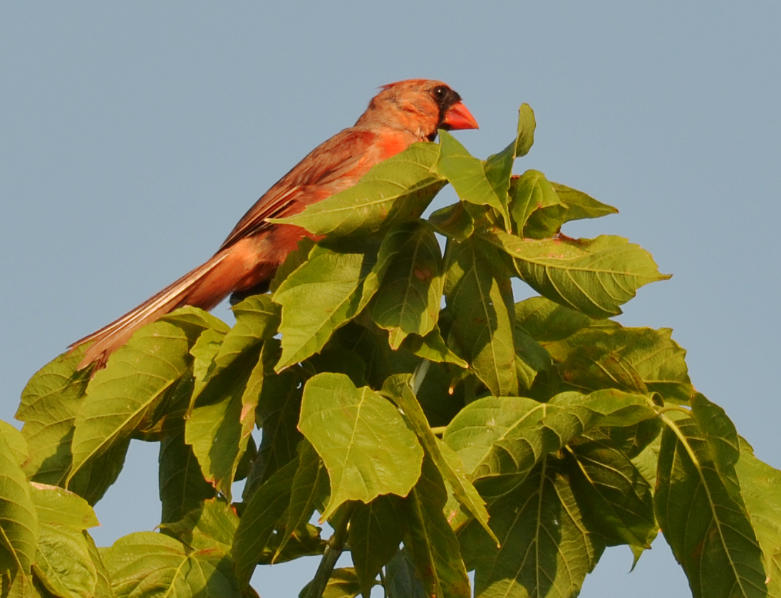 Cardinal