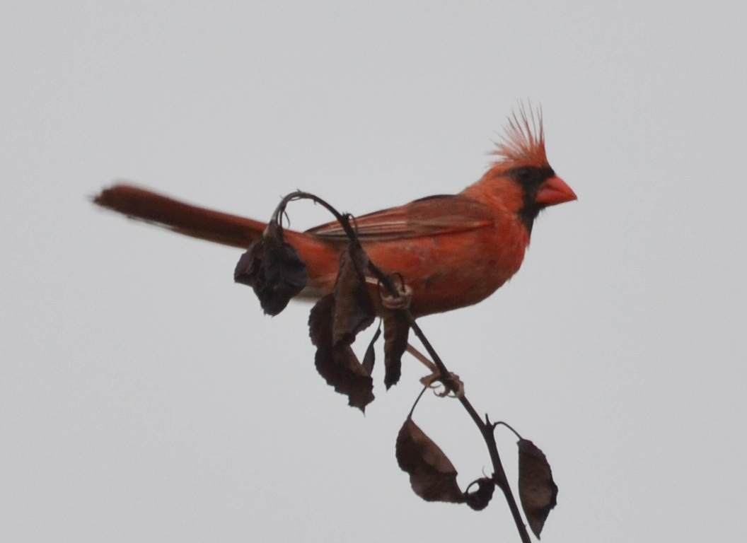 Cardinal