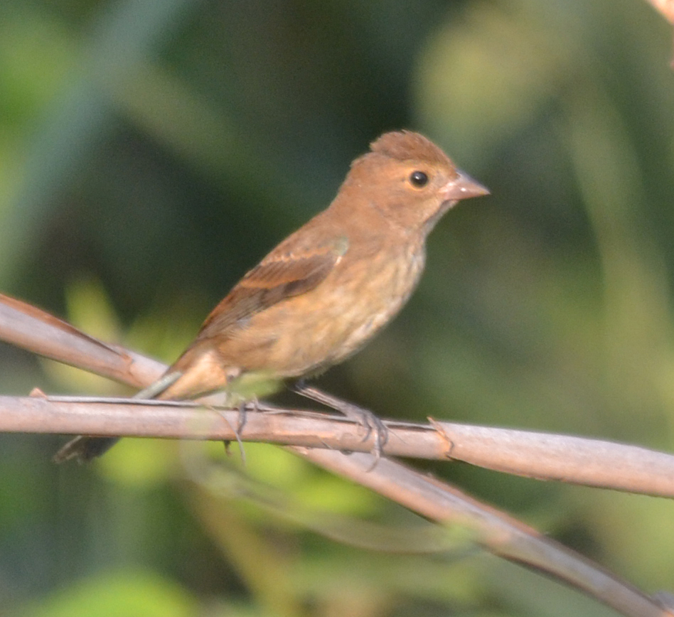 Flycatcher