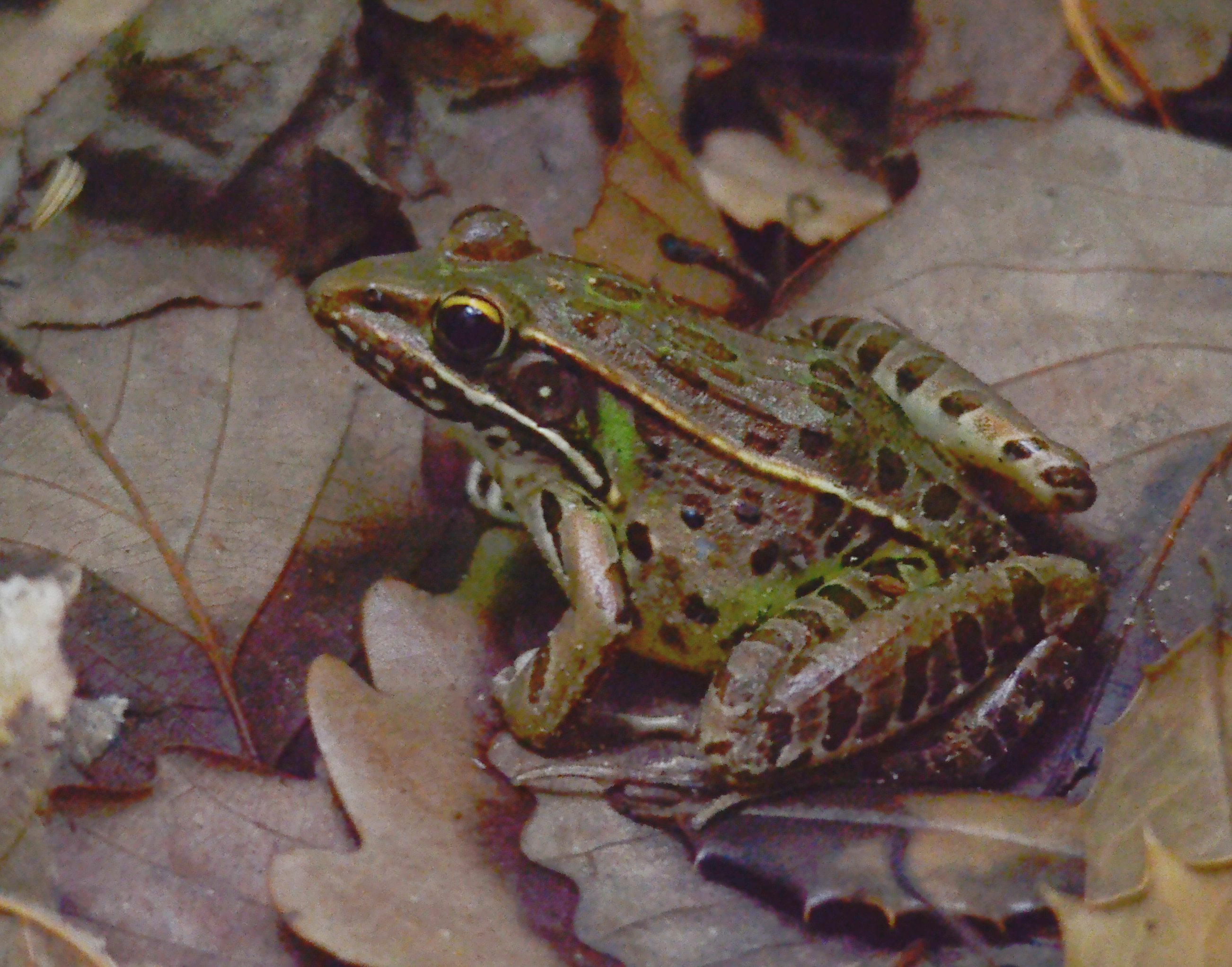 Frog
