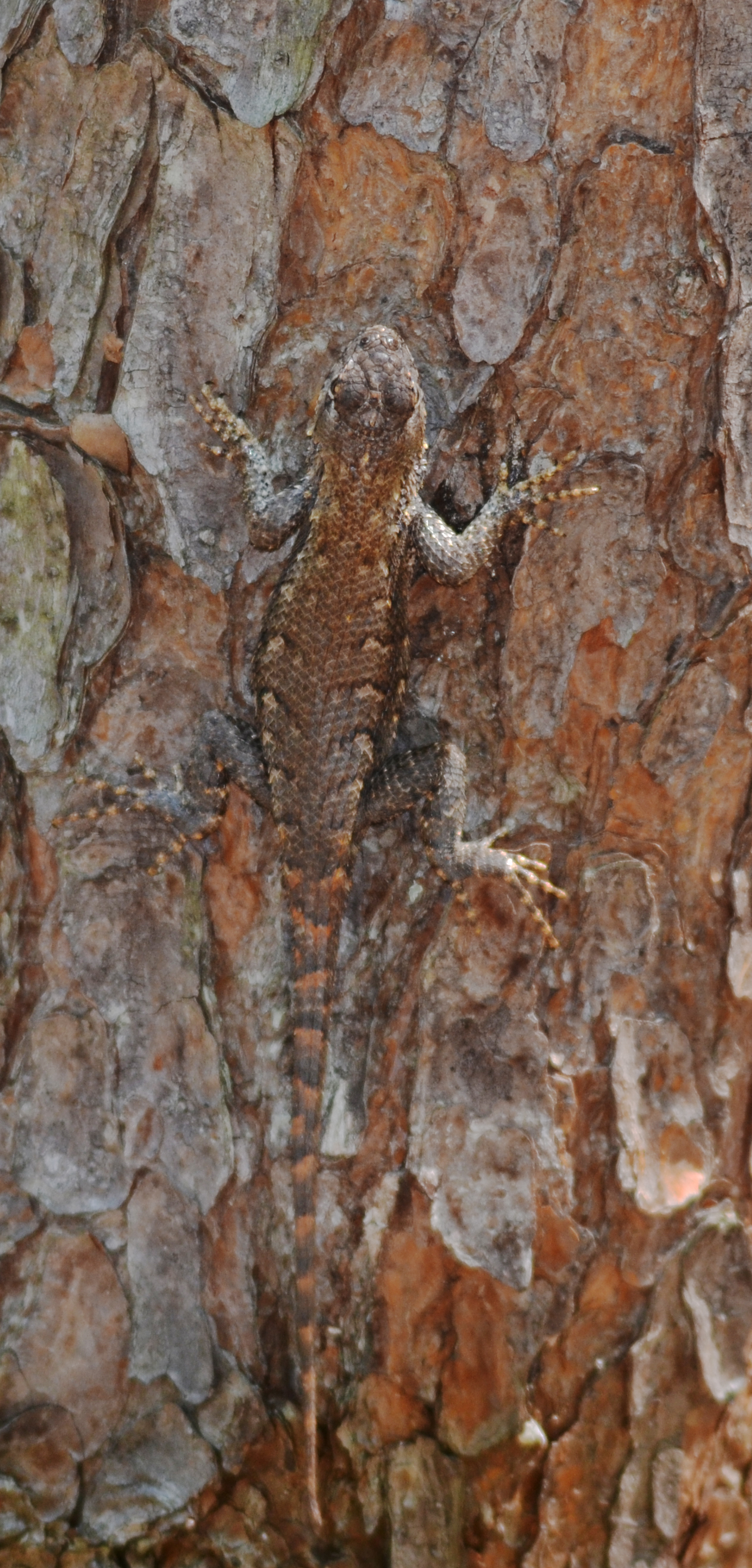 Lizard