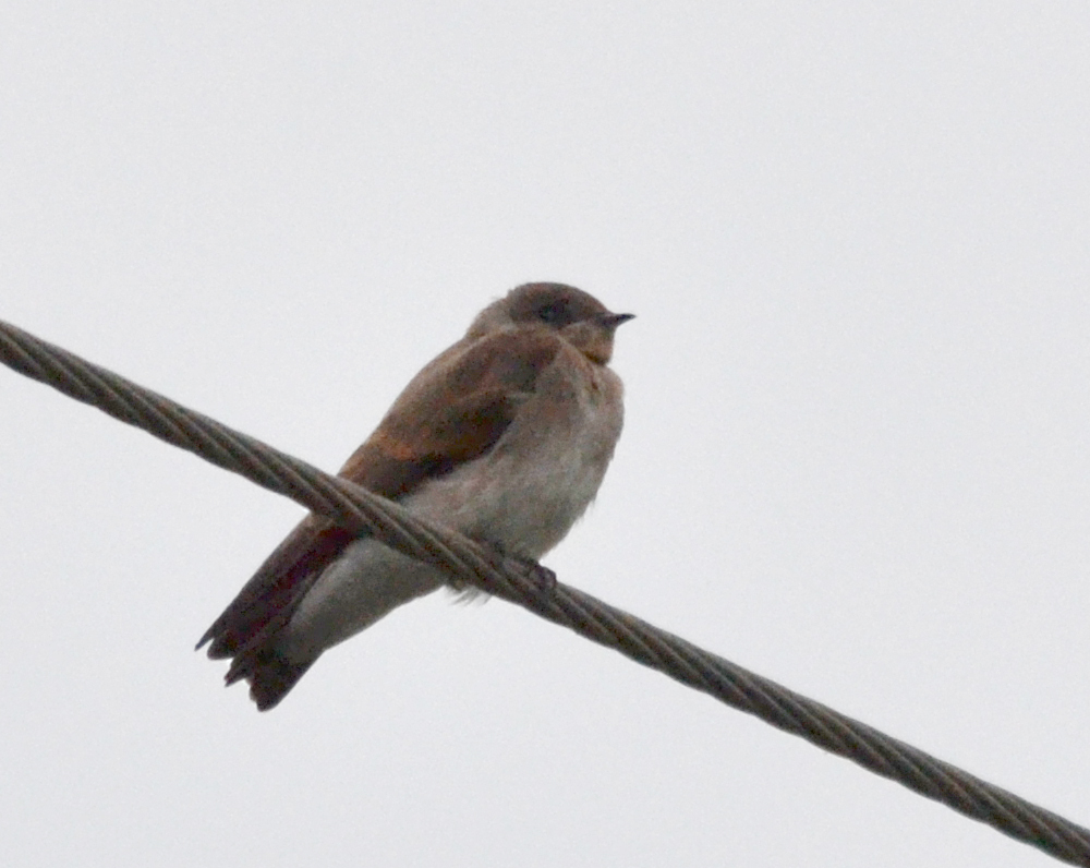 Northern Rough Winged Swallow