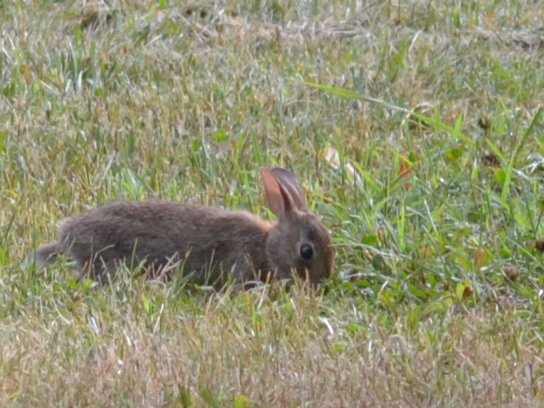 Rabbit