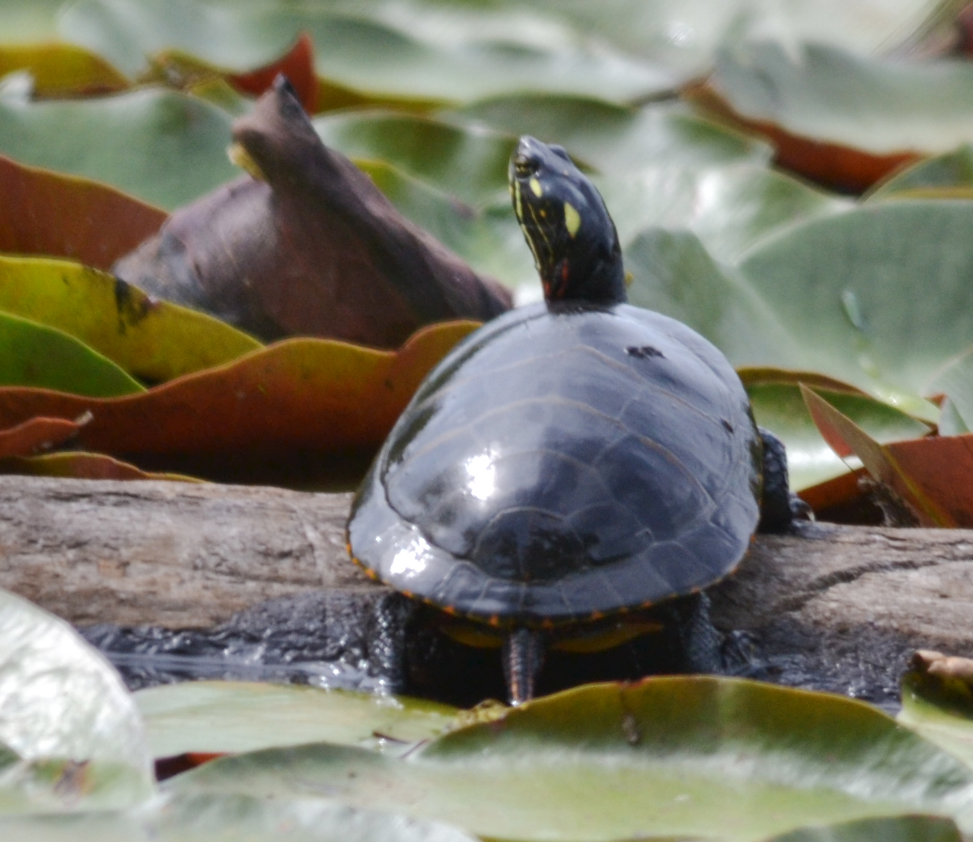 Turtle