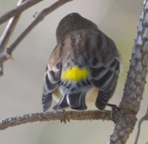 Yellow Rumped Warbler
