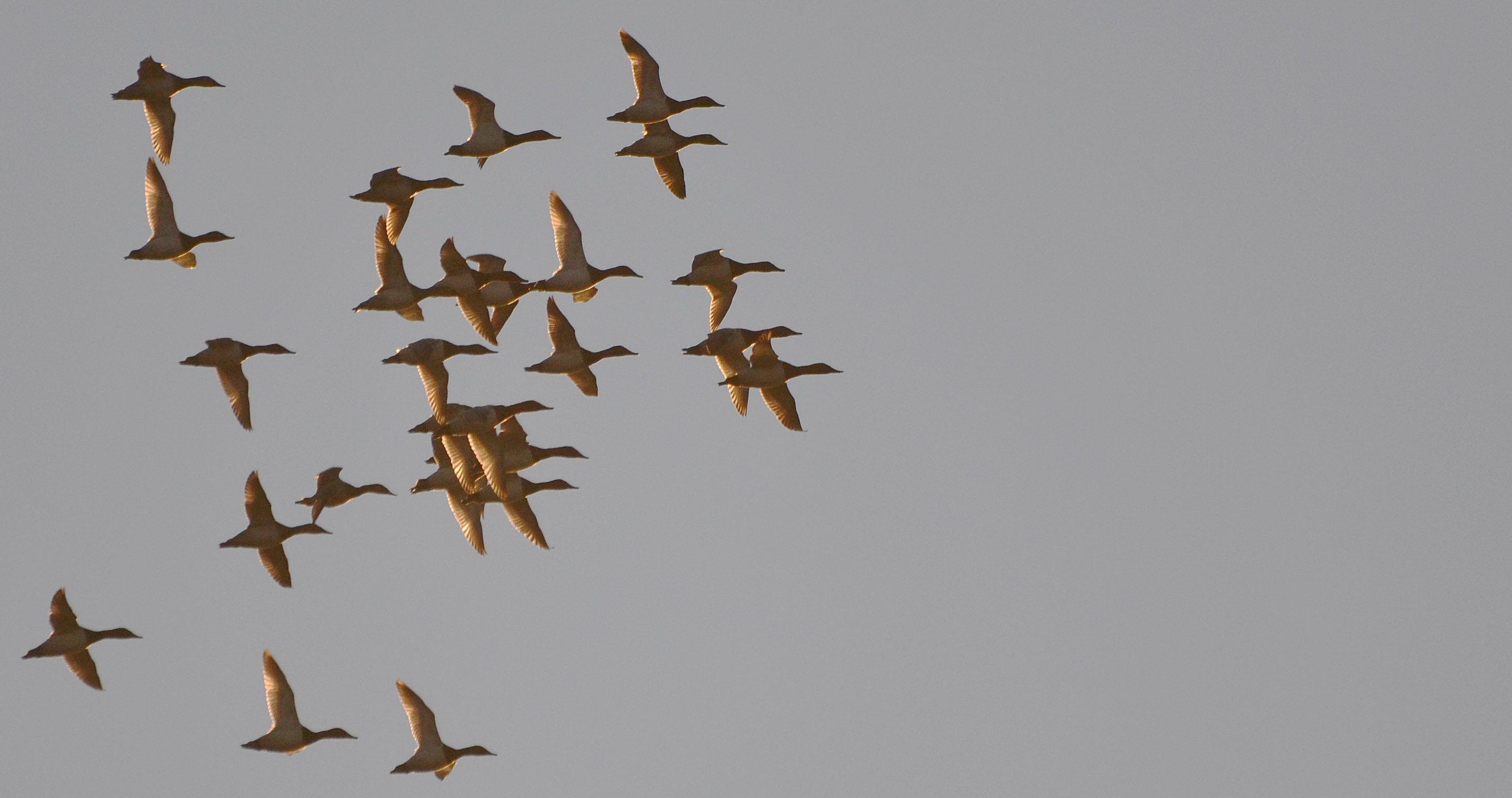 Canvasback