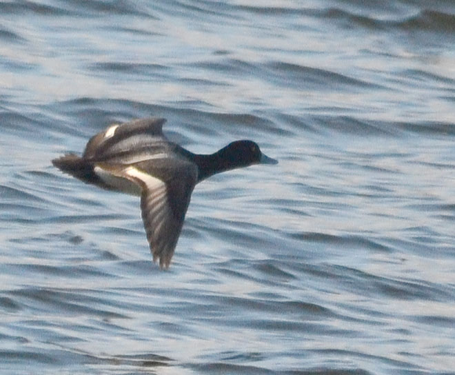Lesser Scaup