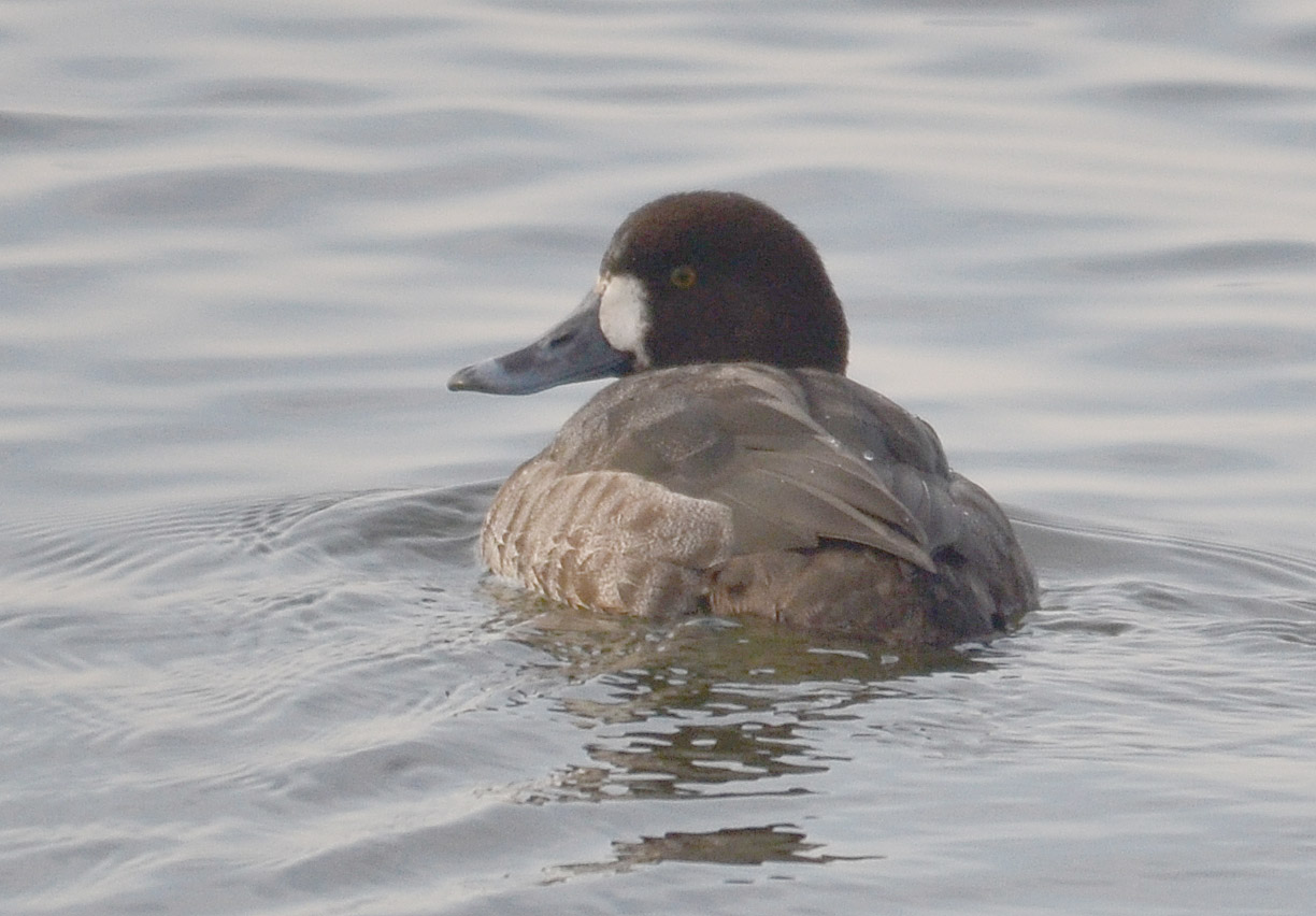 Lesser Scaup