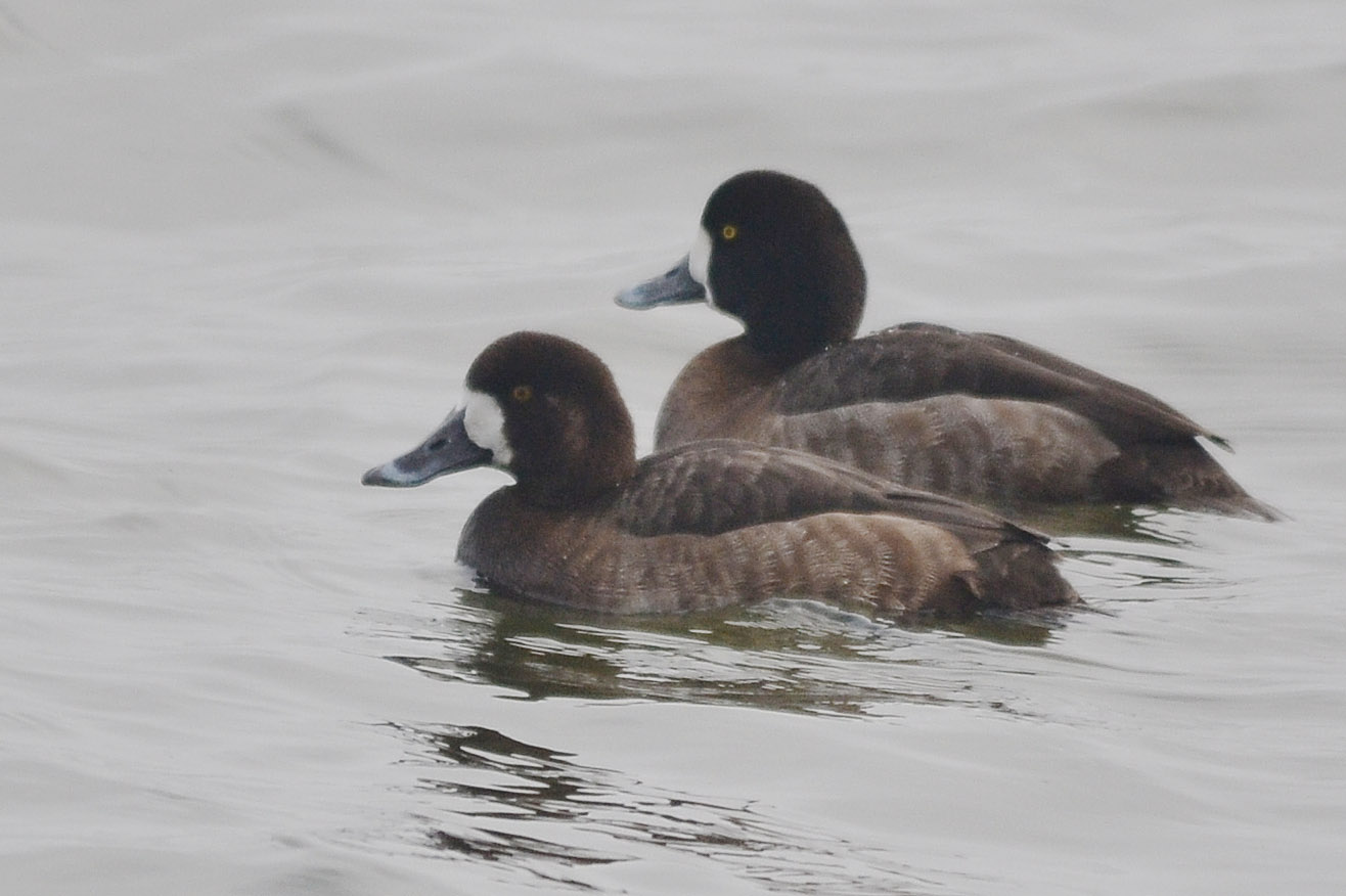 Lesser Scaup