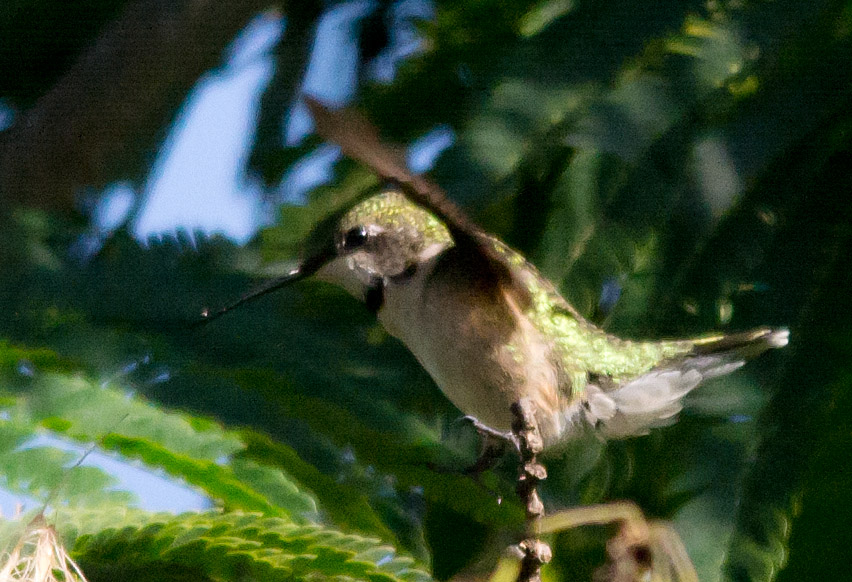 Ruby Throated Hummingbird