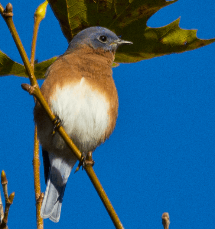 Bluebird