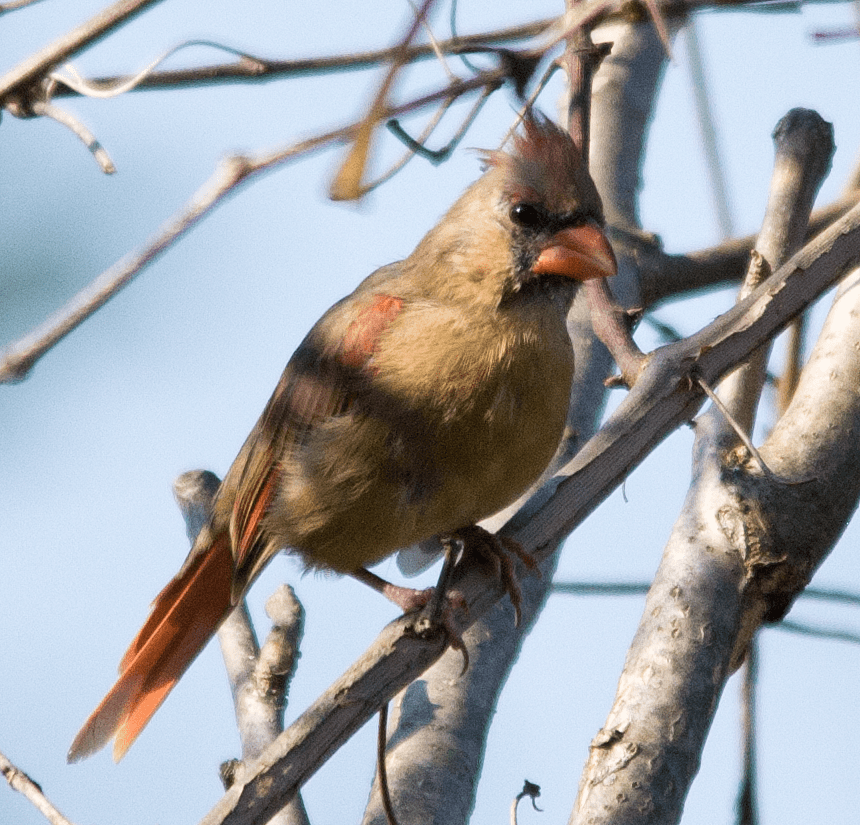 Cardinal