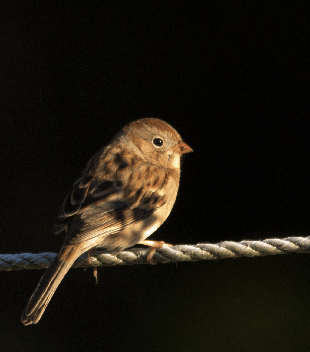 Field Sparrow