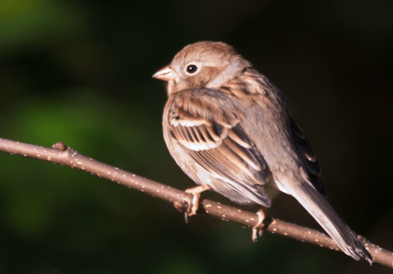 Field Sparrow