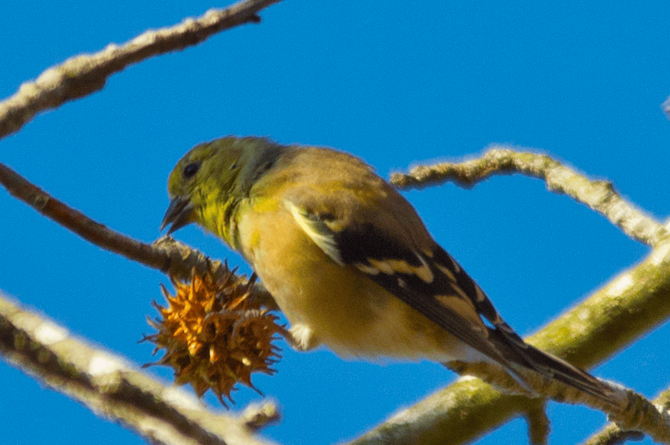 Goldfinch