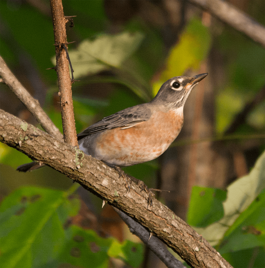 American Robin