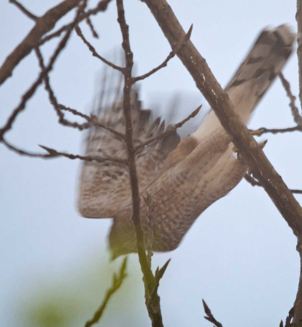 Sharp-Shinned Hawk