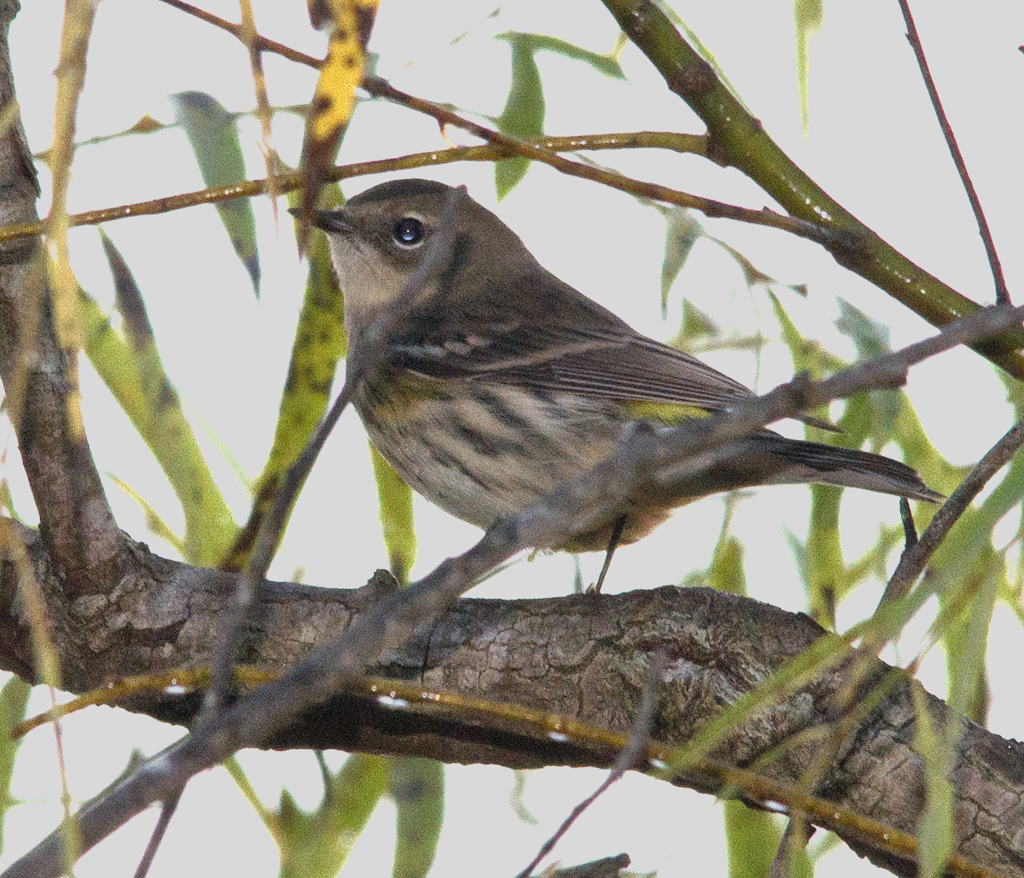 Yellow Rumped Warbler