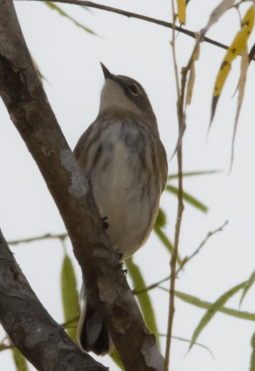 Yellow Rumped Warbler