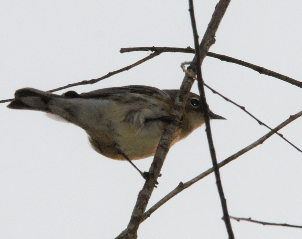 Yellow Rumped Warbler