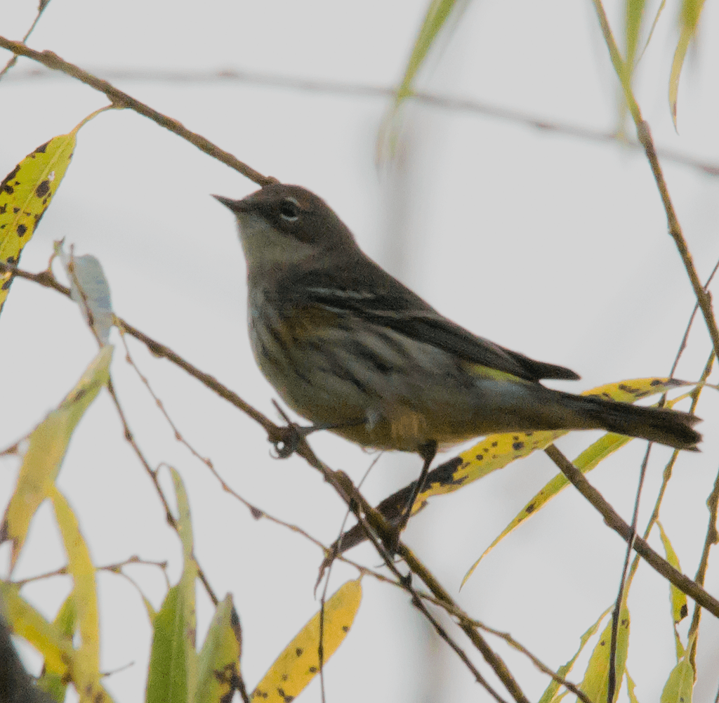 Yellow Rumped Warbler