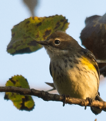 Yellow Rumped Warbler