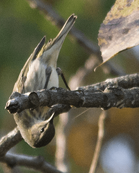 Yellow Rumped Warbler