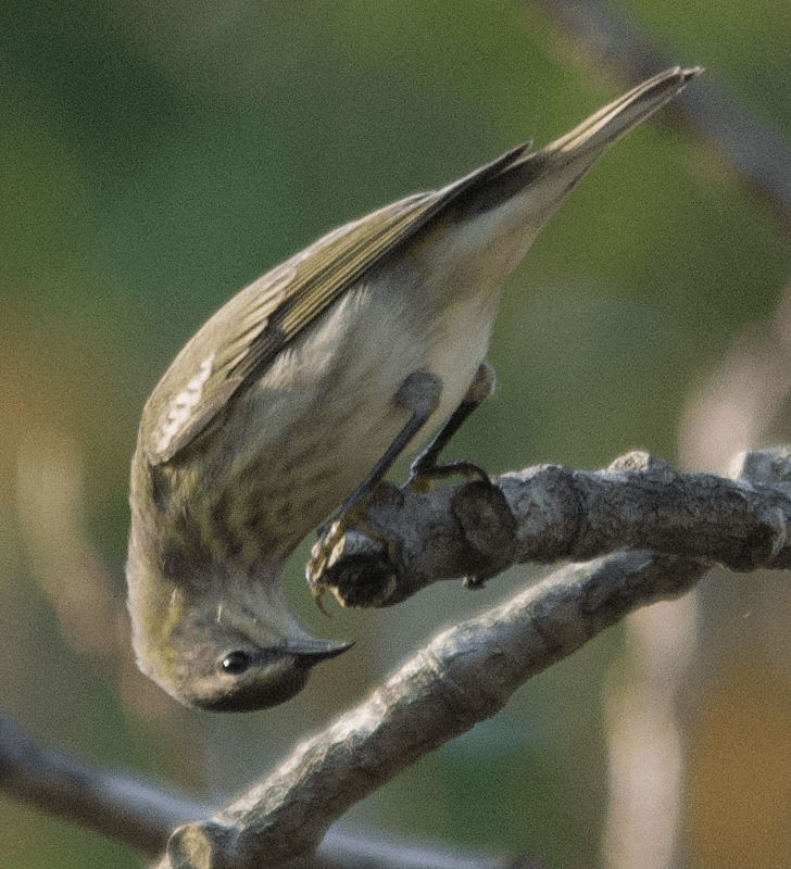 Yellow Rumped Warbler
