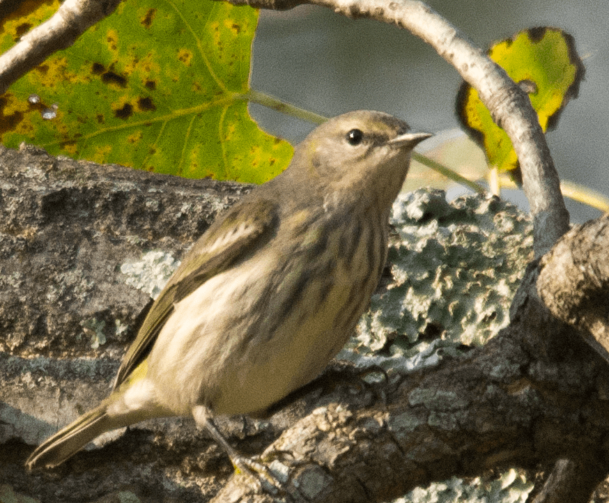 Yellow Rumped Warbler