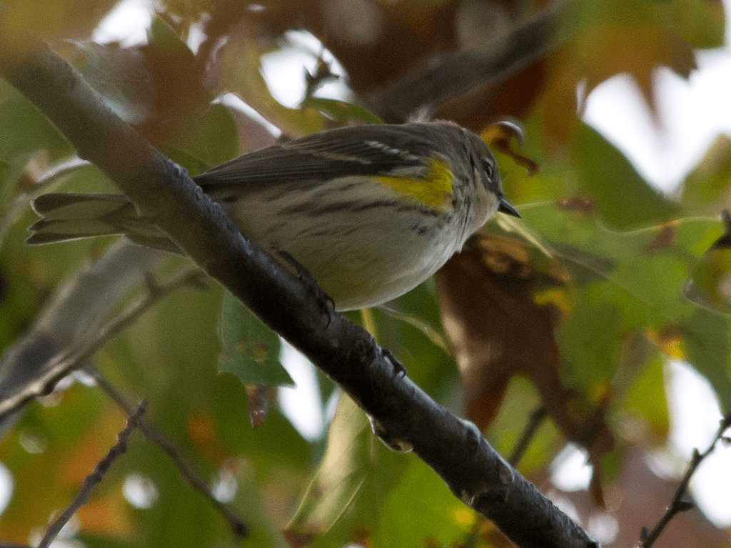 Yellow Rumped Warbler