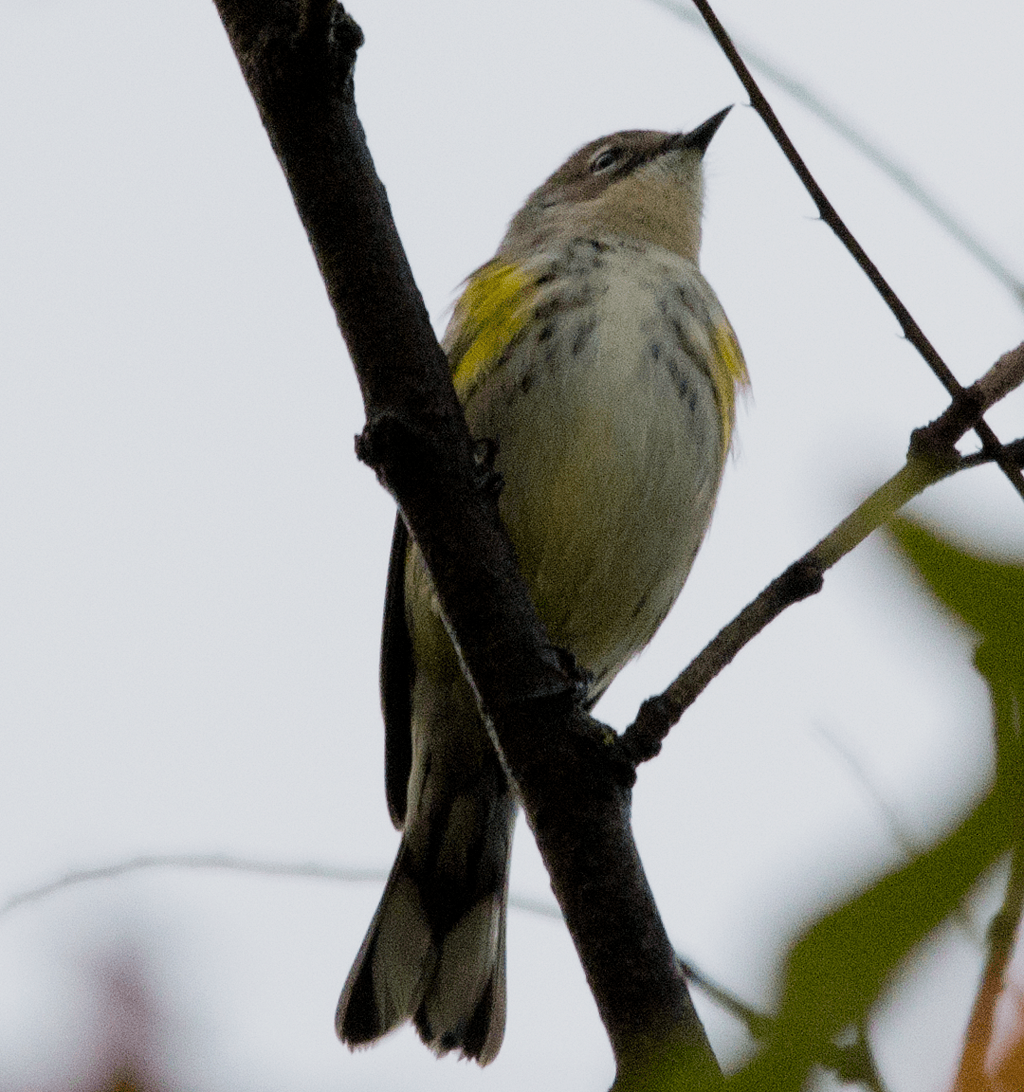 Yellow Rumped Warbler