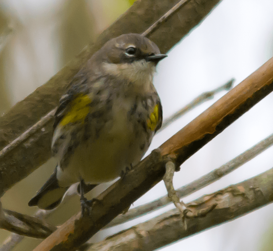 Yellow Rumped Warbler
