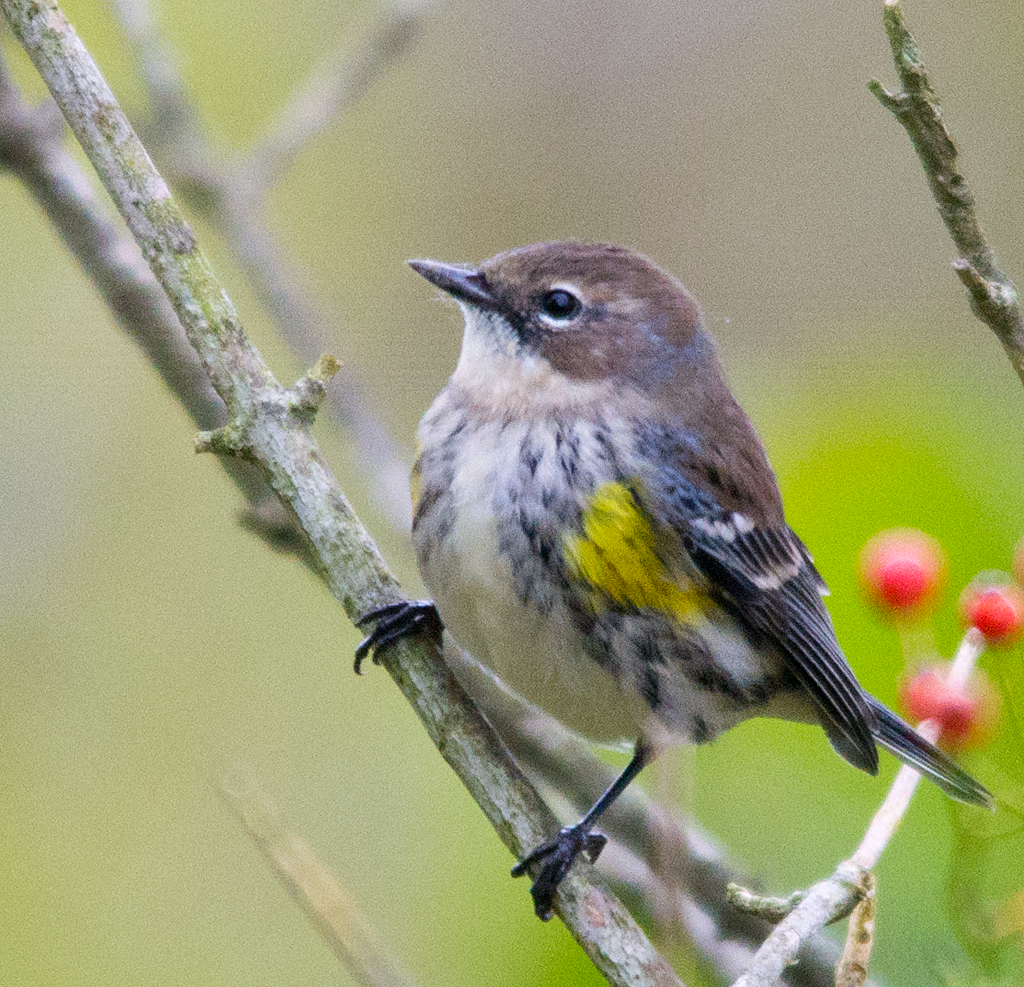 Yellow Rumped Warbler