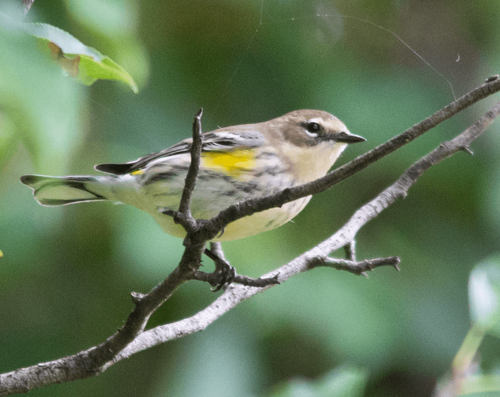Yellow Rumped Warbler