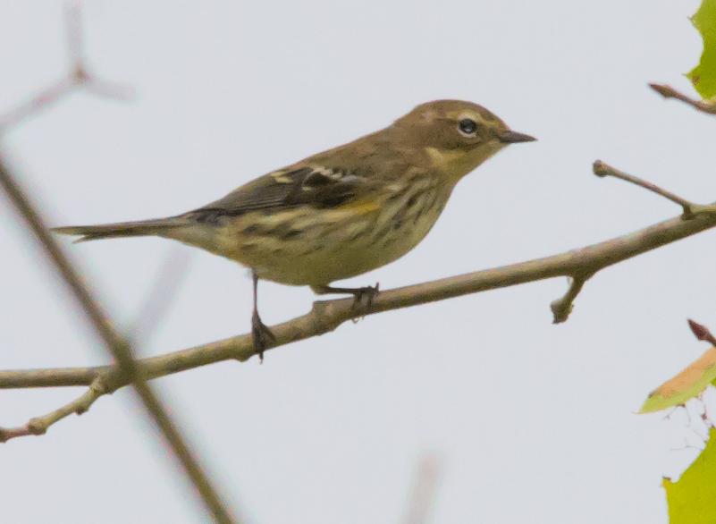 Yellow Rumped Warbler